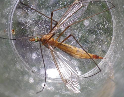 Réf. 286 974 : Tipula cava